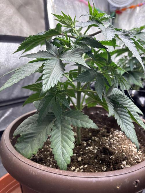 Lemon Cherry Gelato. Week 5