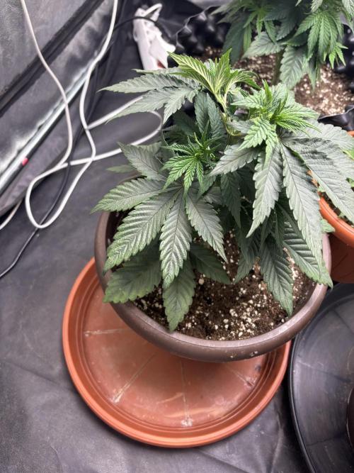 Lemon Cherry Gelato. Week 5