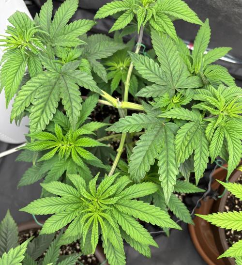 Lemon Cherry Gelato. Week 6