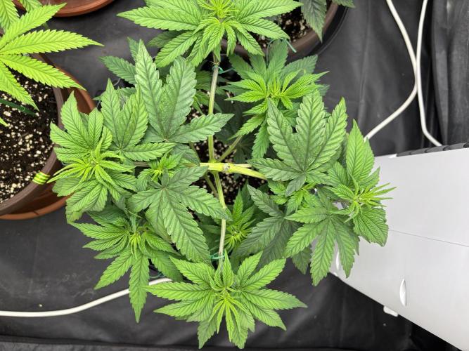 Lemon Cherry Gelato. Week 6