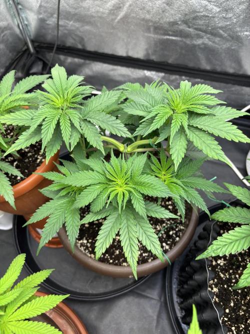 Lemon Cherry Gelato. Week 6