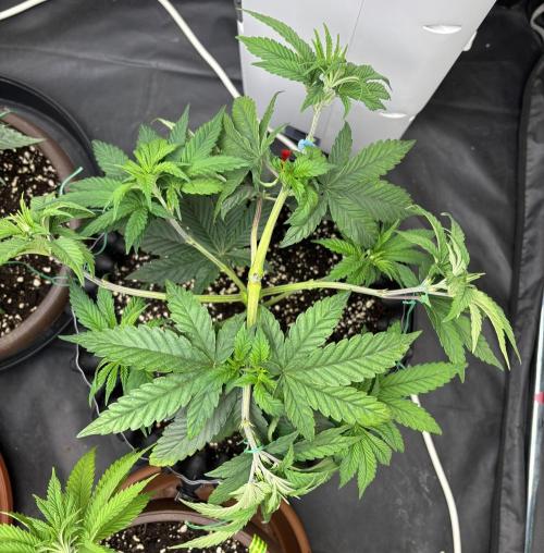 Lemon Cherry Gelato. Week 6