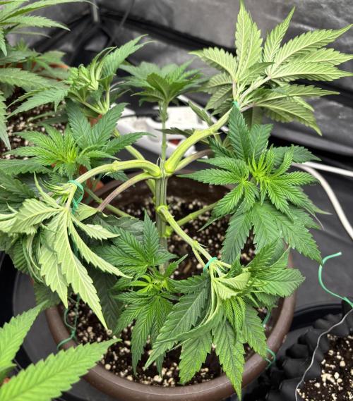 Lemon Cherry Gelato. Week 6