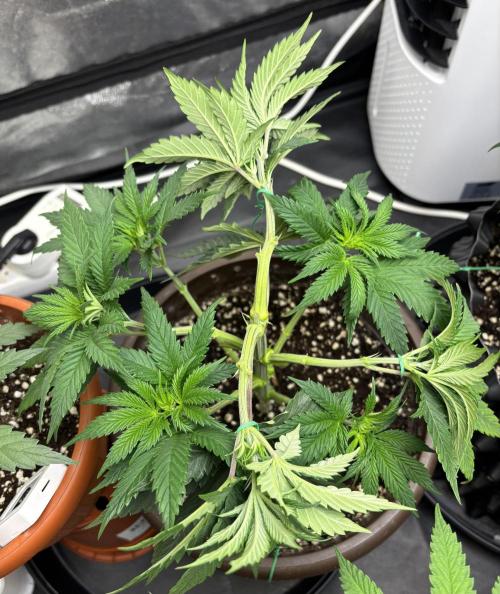 Lemon Cherry Gelato. Week 6