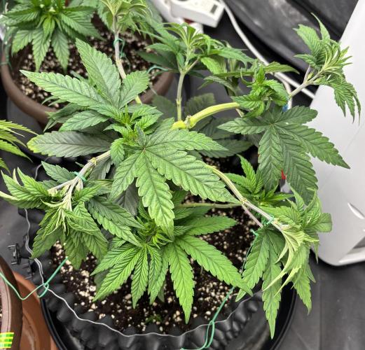 Lemon Cherry Gelato. Week 6