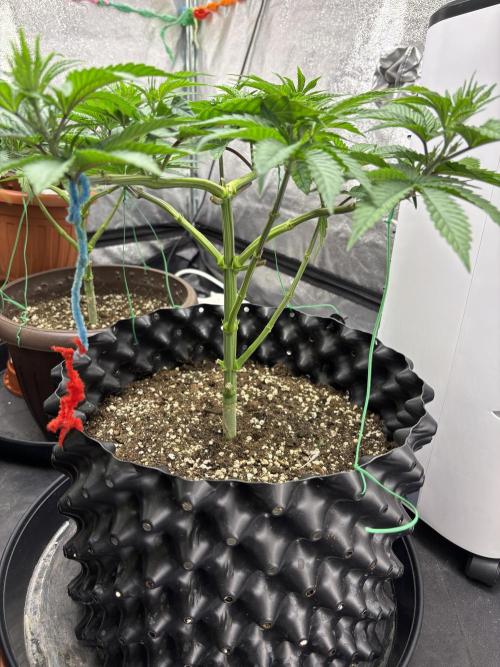 Lemon Cherry Gelato. Week 7