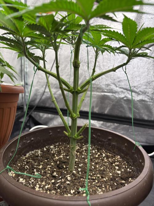 Lemon Cherry Gelato. Week 7