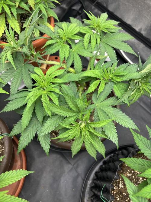 Lemon Cherry Gelato. Week 7