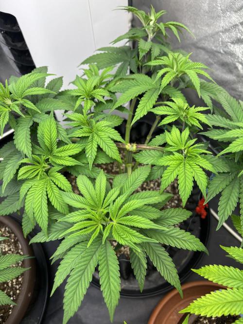 Lemon Cherry Gelato. Week 7