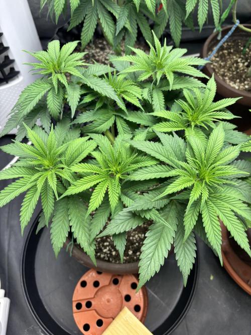 Lemon Cherry Gelato. Week 7