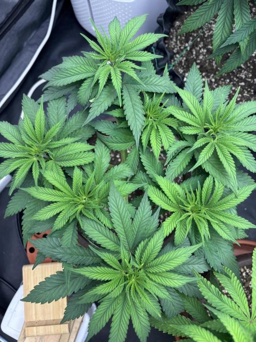 Lemon Cherry Gelato. Week 7