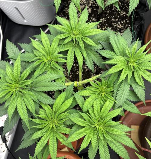 Lemon Cherry Gelato. Week 7