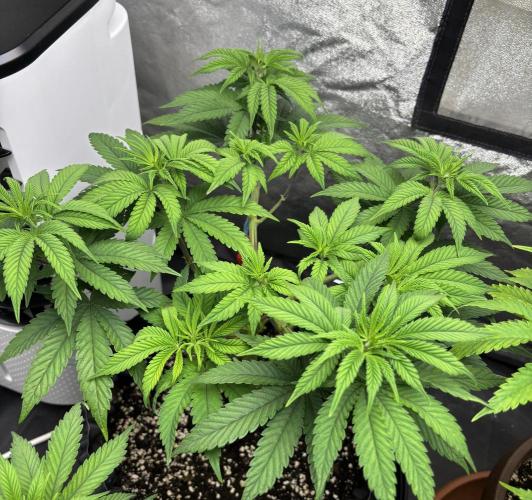 Lemon Cherry Gelato. Week 7