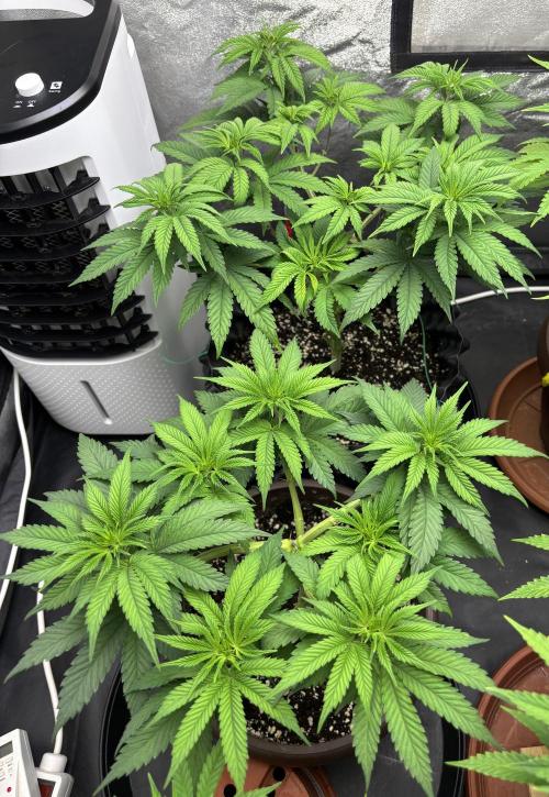 Lemon Cherry Gelato. Week 7