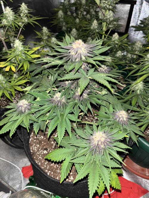 Cherry Cola auto. Week 7
