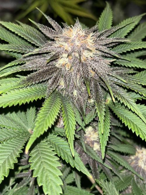 Cherry Cola auto. Week 7