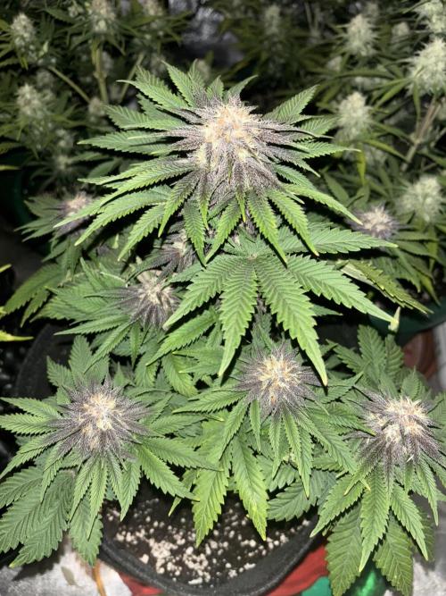 Cherry Cola auto. Week 7