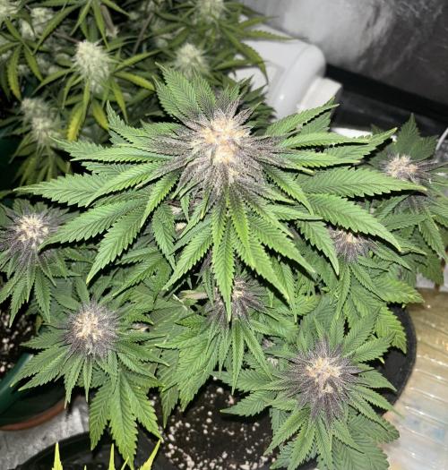 Cherry Cola auto. Week 7