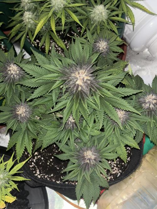 Cherry Cola auto. Week 7