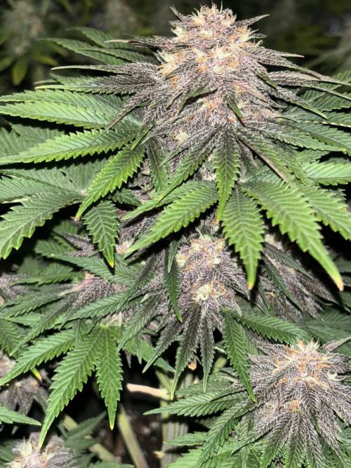 Cherry Cola auto. Week 8