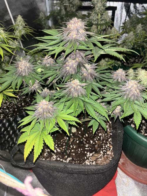 Cherry Cola auto. Week 8