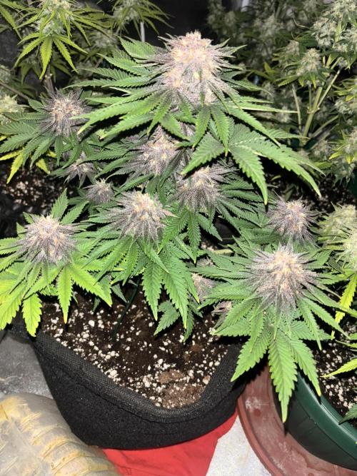 Cherry Cola auto. Week 8