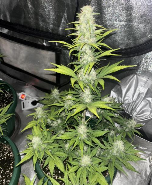 Pound Cake auto. Week 7