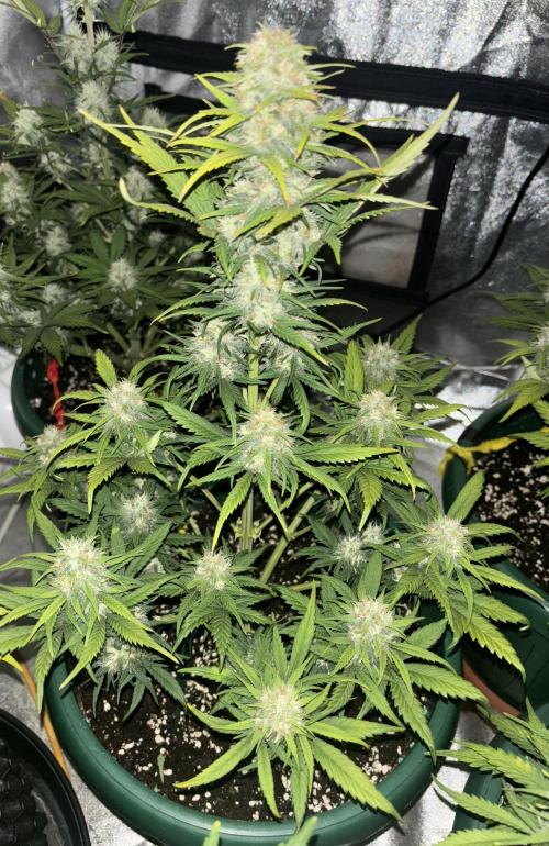 Pound Cake auto. Week 7