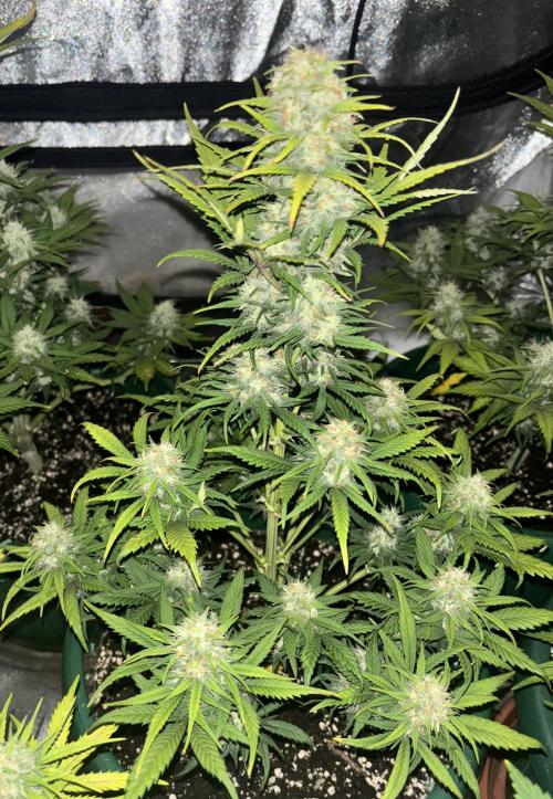 Pound Cake auto. Week 7