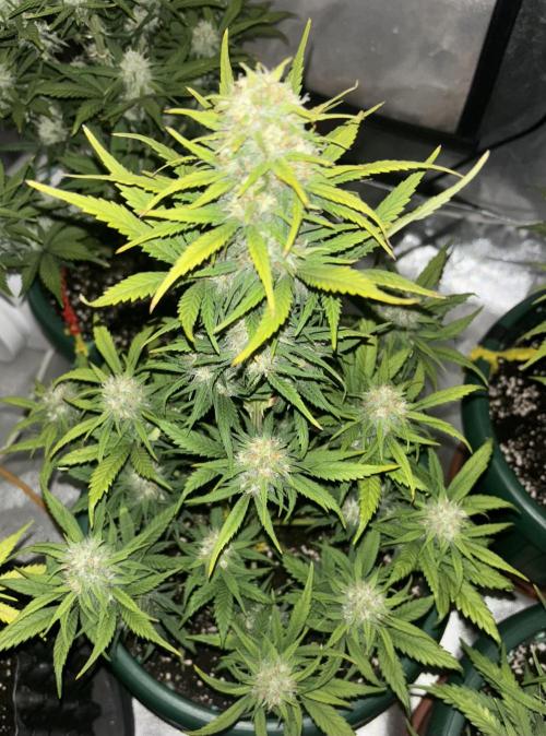 Pound Cake auto. Week 7