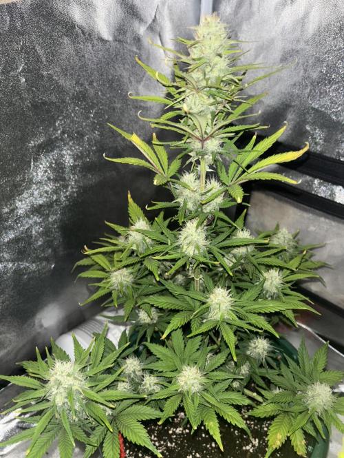 Pound Cake auto. Week 7