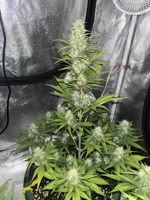 Pound Cake auto. Week 7