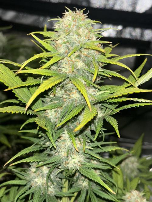 Pound Cake auto. Week 7