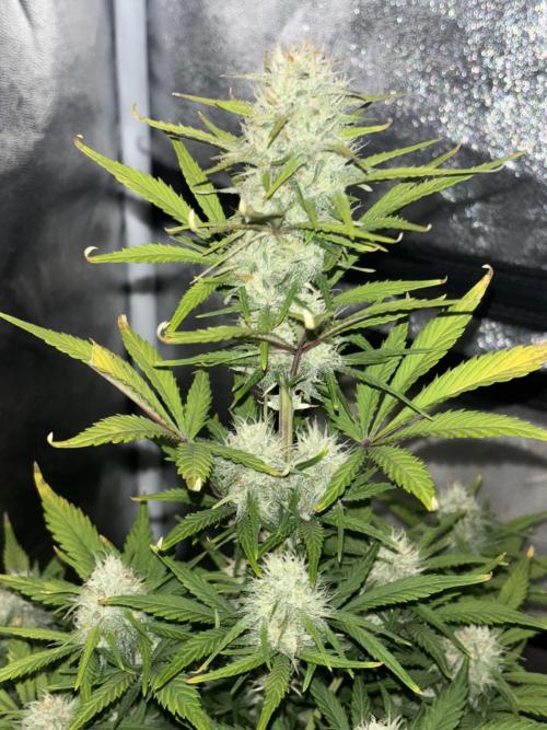 Pound Cake auto. Week 7