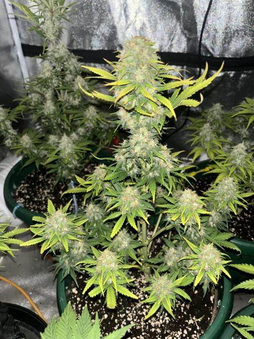 Pound Cake auto. Week 8