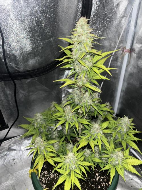 Pound Cake auto. Week 8