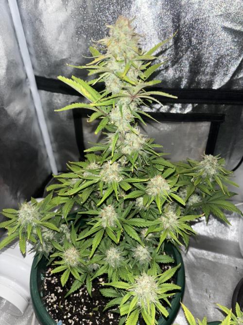 Pound Cake auto. Week 8