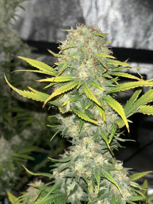 Pound Cake auto. Week 8