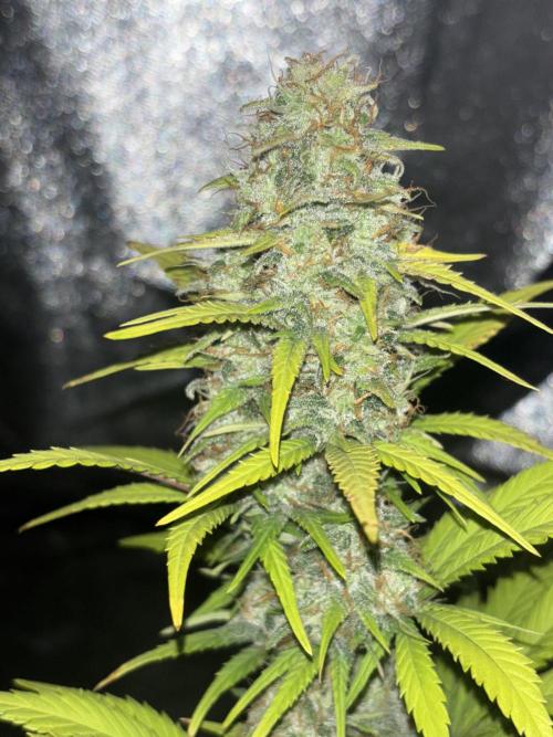 Pound Cake auto. Week 8