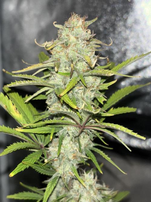 Pound Cake auto. Week 8