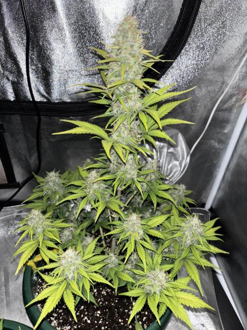 Pound Cake auto. Week 8