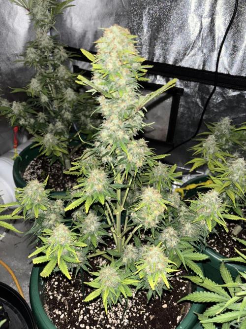 Pound Cake auto. Week 8