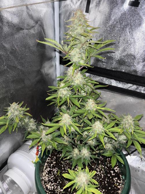 Pound Cake auto. Week 8