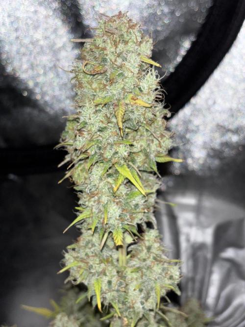 Pound Cake auto. Week 9