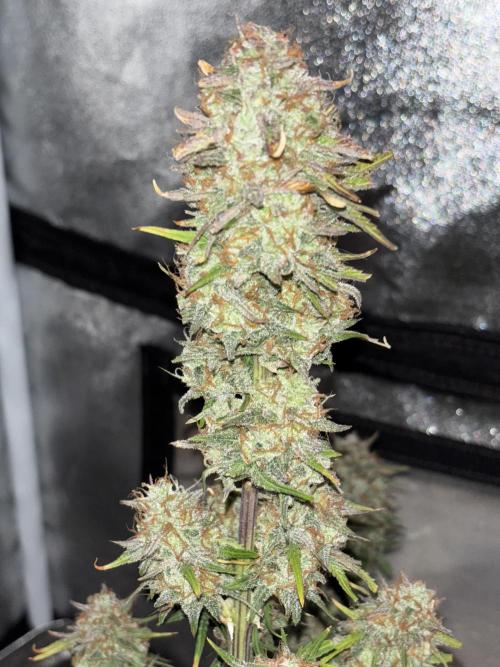 Pound Cake auto. Week 9