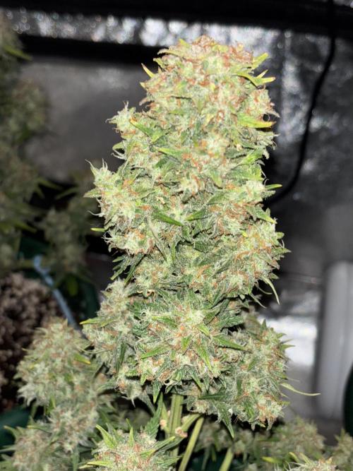 Pound Cake auto. Week 9