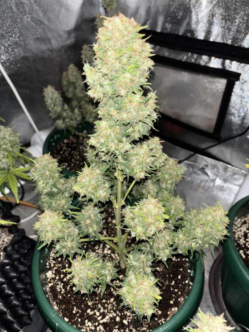 Pound Cake auto. Week 9