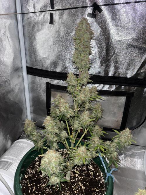 Pound Cake auto. Week 9