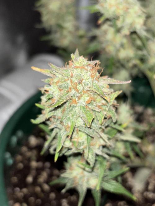 Pound Cake auto. Week 9