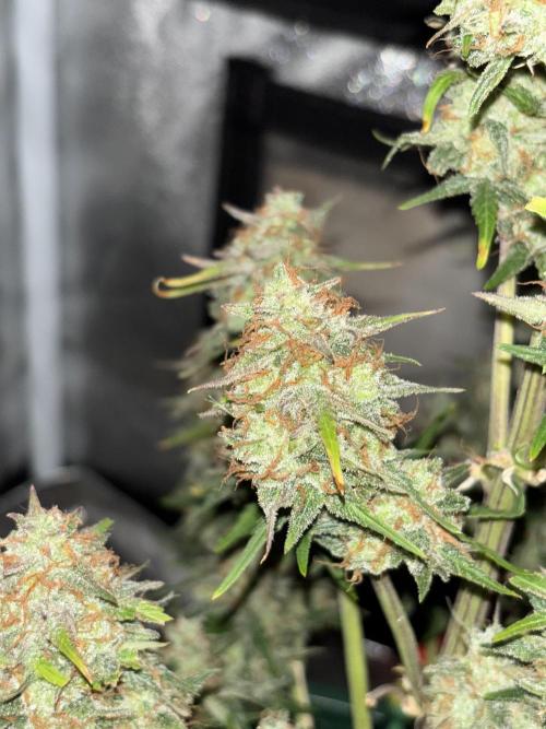 Pound Cake auto. Week 9